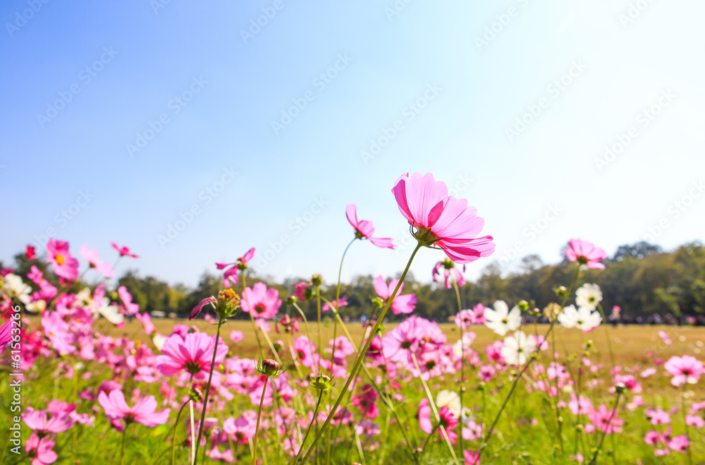 beautiful blossom spring with blue sky