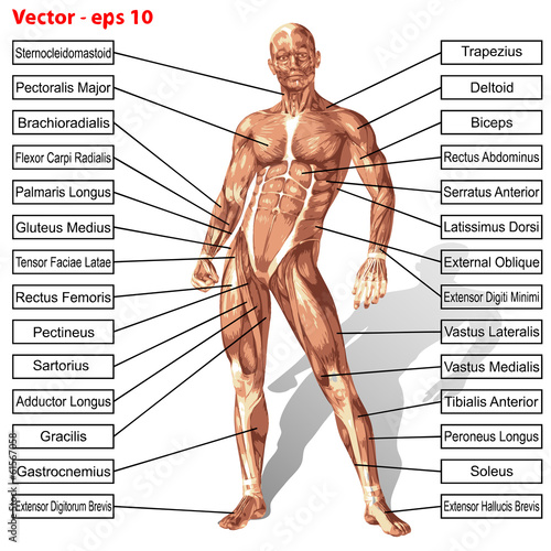 Vector human man anatomy with muscles text