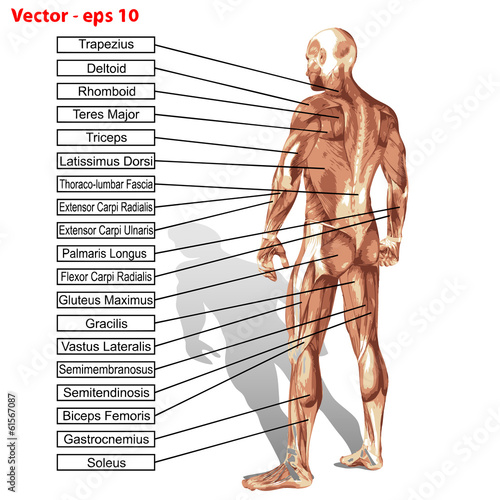 Vector human man anatomy with muscles text