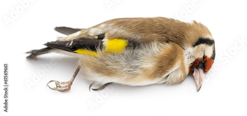 Side view of a dead European Goldfinch, Carduelis carduelis