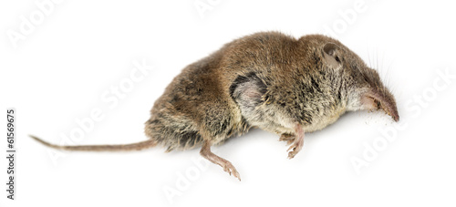 Dead Greater white-toothed shrew, Crocidura russula, isolated © Eric Isselée
