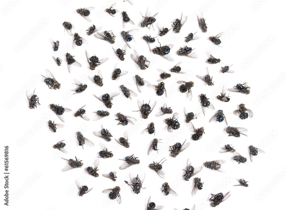 Group of dead flies, isolated on white Group of dead flies, isolated on white