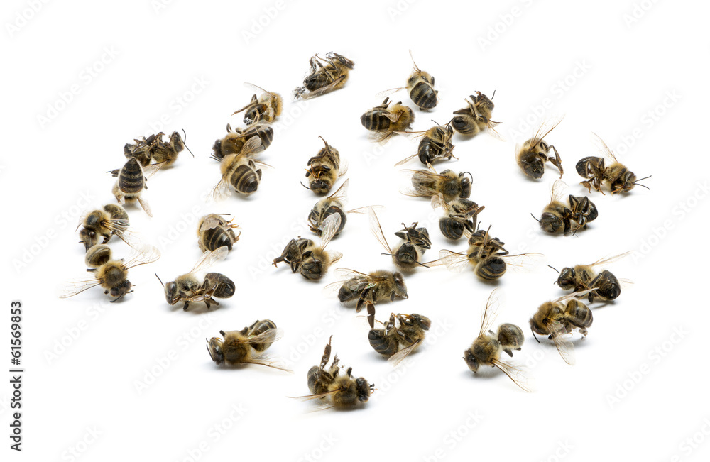 Group of dead bees, isolated on white Group of dead bees, isolated on white