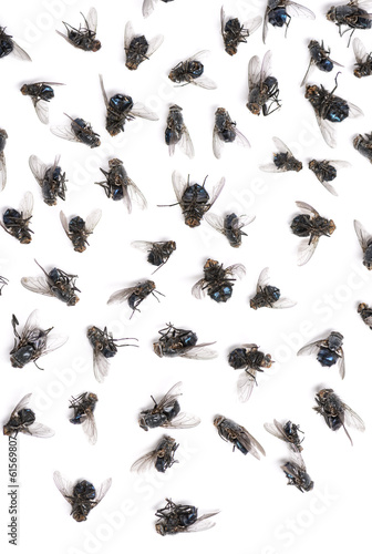 Close-up of a group of dead flies, isolated on white © Eric Isselée