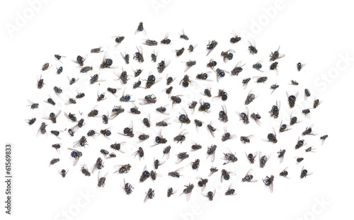 Group of dead flies, isolated on white © Eric Isselée