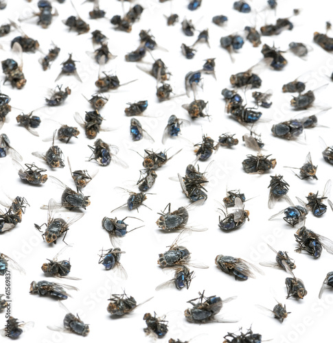 Close-up of a group of dead flies, isolated on white © Eric Isselée
