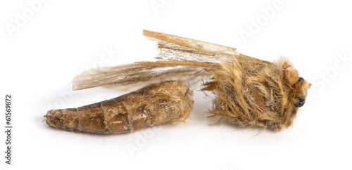 Dead moth in state of decomposition, isolated on white © Eric Isselée