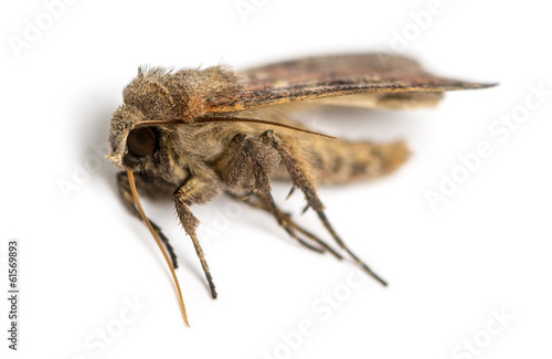 Dead moth  isolated on white