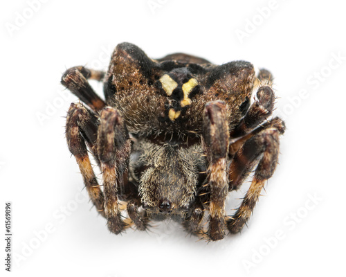 Dead European garden spider, Araneus diadematus, isolated