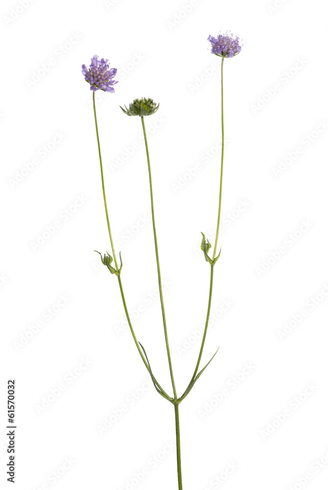 Wild flowering plant, isolated on white Wild flowering plant, isolated on white