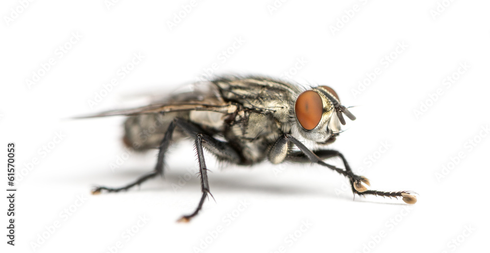 custom made wallpaper toronto digitalFlesh fly, Sarcophagidae, isolated on white