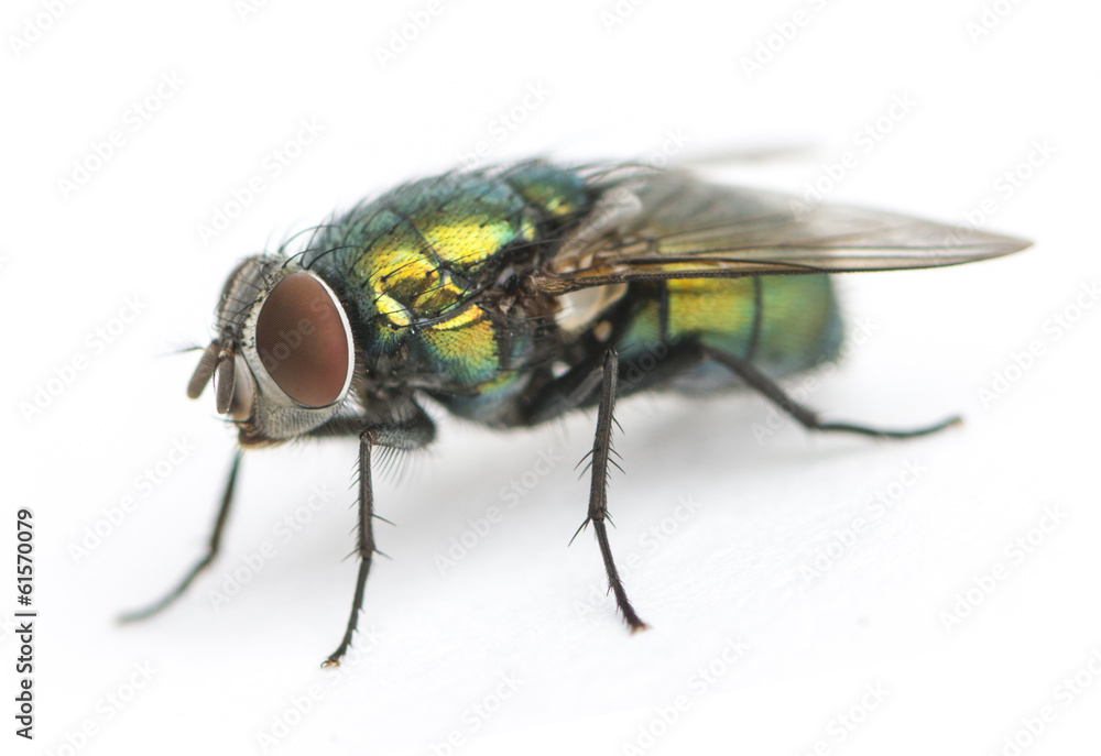 Common green bottle fly, Phaenicia sericata, isolated on white Common green bottle fly, Phaenicia sericata, isolated on white