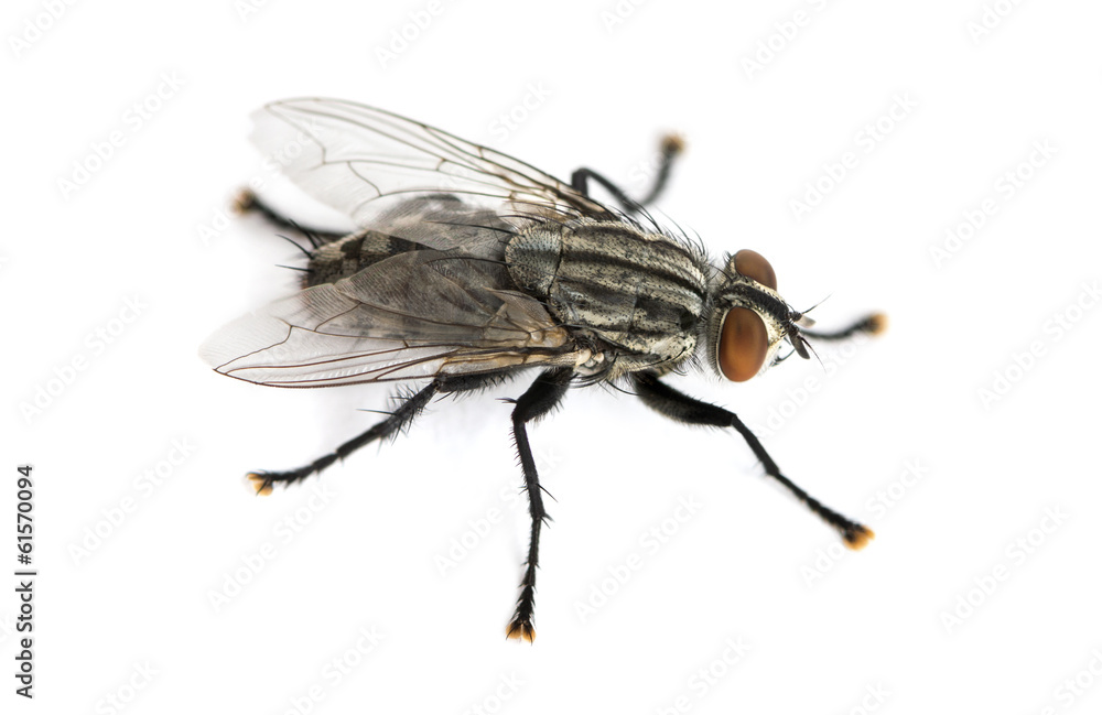 Flesh fly viewed from up high, Sarcophagidae, isolated on white Flesh fly viewed from up high, Sarcophagidae, isolated on white