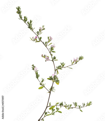 Wild flowering plant  isolated on white