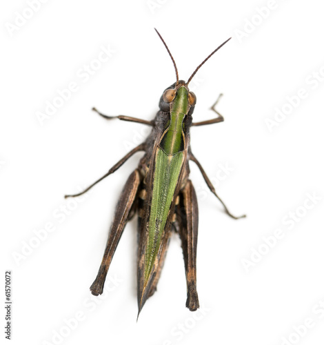 Woodland Grasshopper viewed from up high, Omocestus rufipes