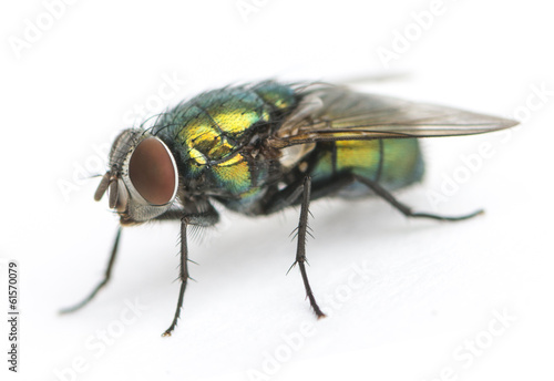 Common green bottle fly, Phaenicia sericata, isolated on white