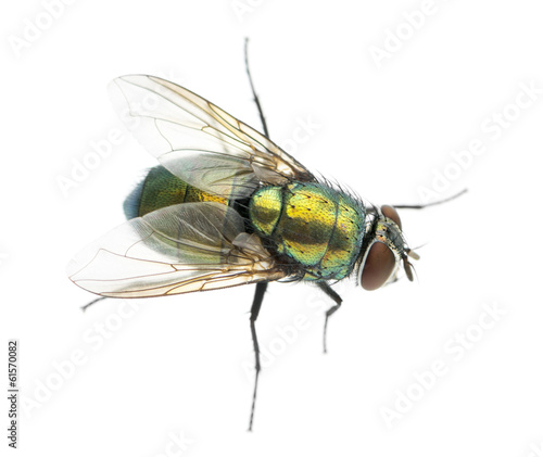 Common green bottle fly viewed from up high, Phaenicia sericata