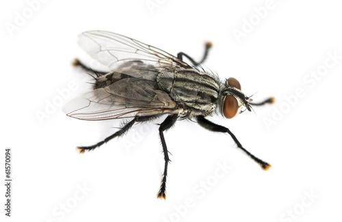 Flesh fly viewed from up high, Sarcophagidae, isolated on white