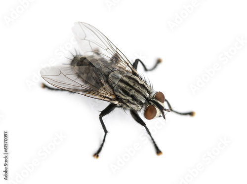 Flesh fly viewed from up high, Sarcophagidae, isolated on white