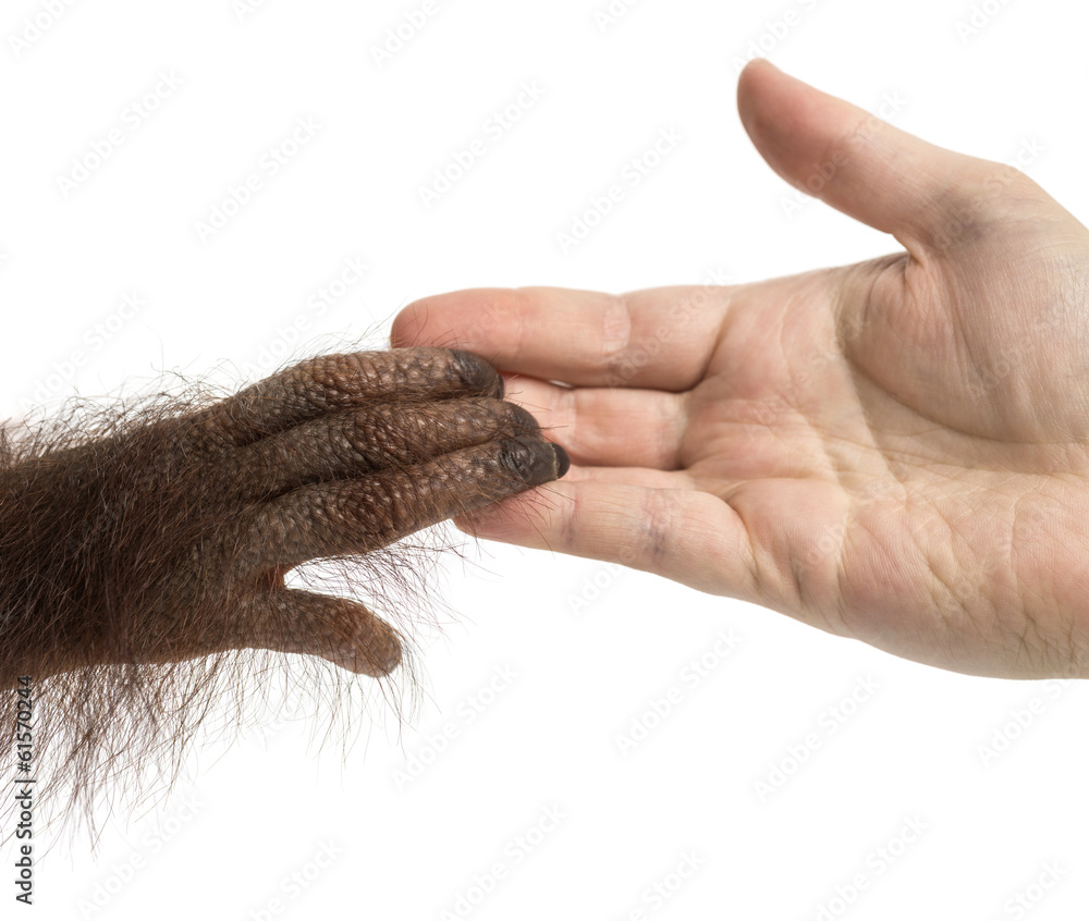 Fototapeta premium Zbliżenie dłoni trzymającej ludzką rękę młodego orangutana borneańskiego