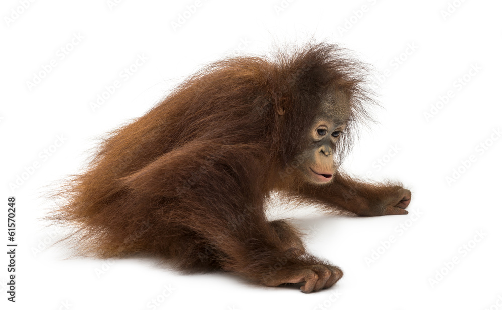 Naklejka premium Young Bornean orangutan sitting down, Pongo pygmaeus