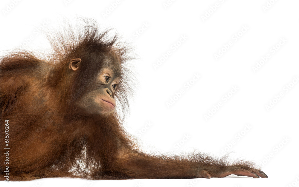 Naklejka premium Side view of a young Bornean orangutan leaning on its arm