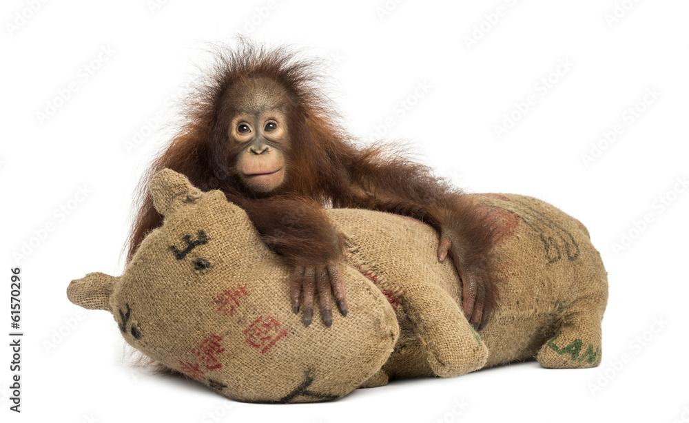 Naklejka premium Young Bornean orangutan hugging its burlap stuffed toy