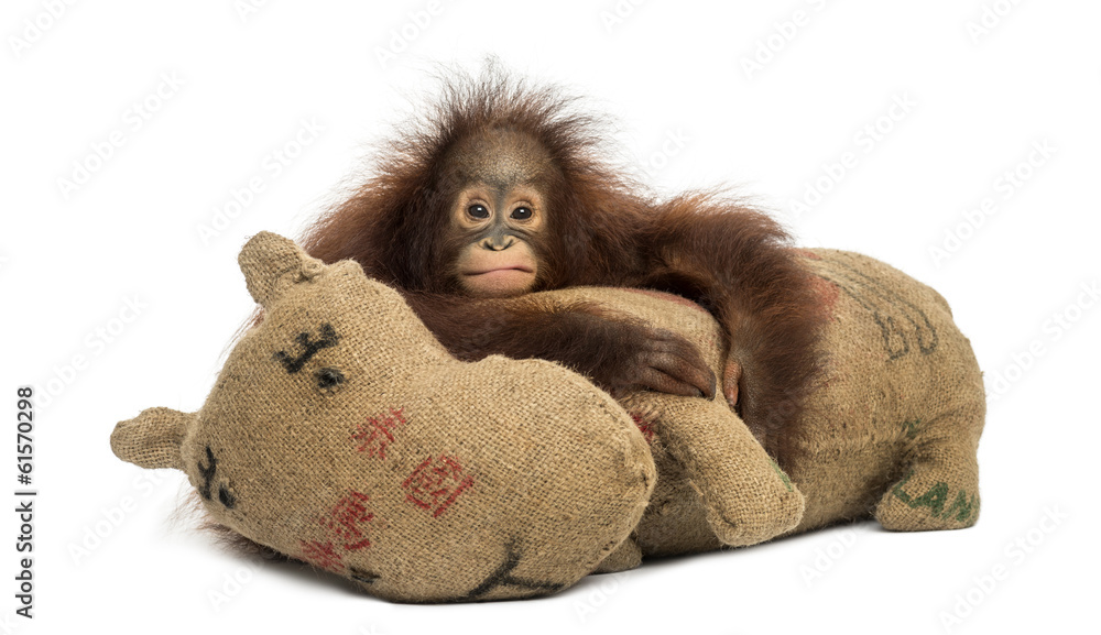 Fototapeta premium Young Bornean orangutan hugging its burlap stuffed toy