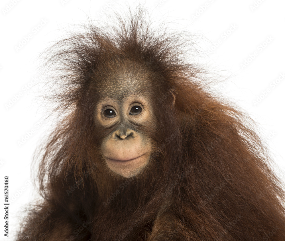 Fototapeta premium Młody orangutan borneański patrząc w kamerę, Pongo pygmaeus
