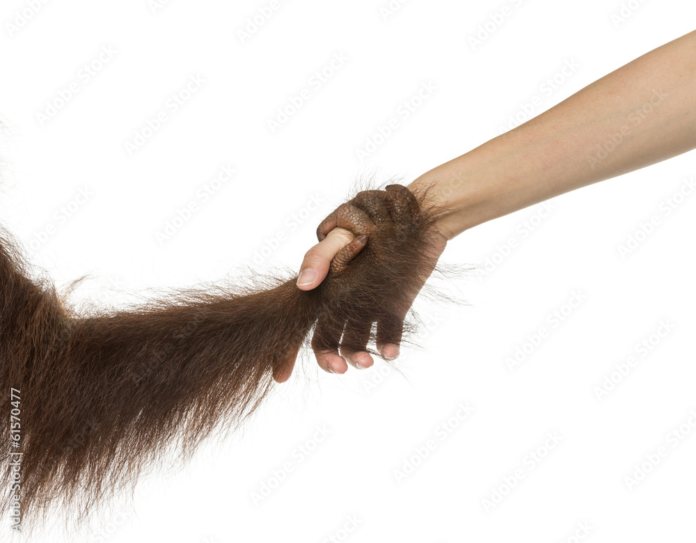 Naklejka premium Close-up of a young Bornean orangutan's hand holding human hand