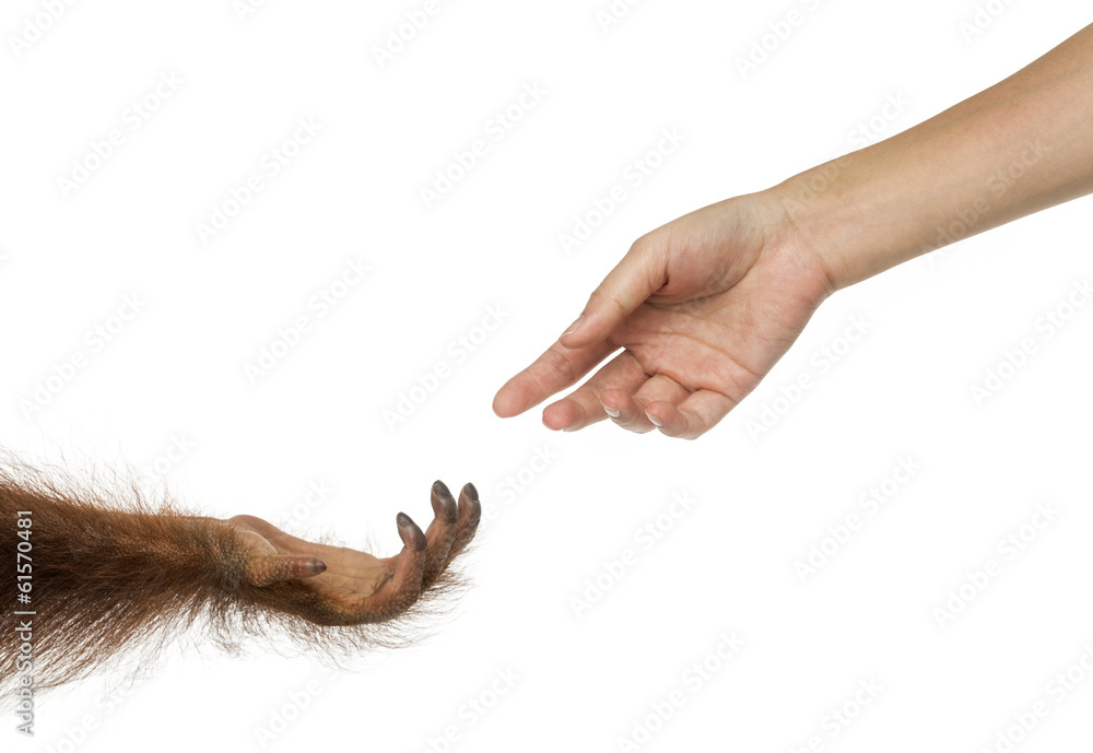 Naklejka premium Bornean orangutan and human hands reaching at each other