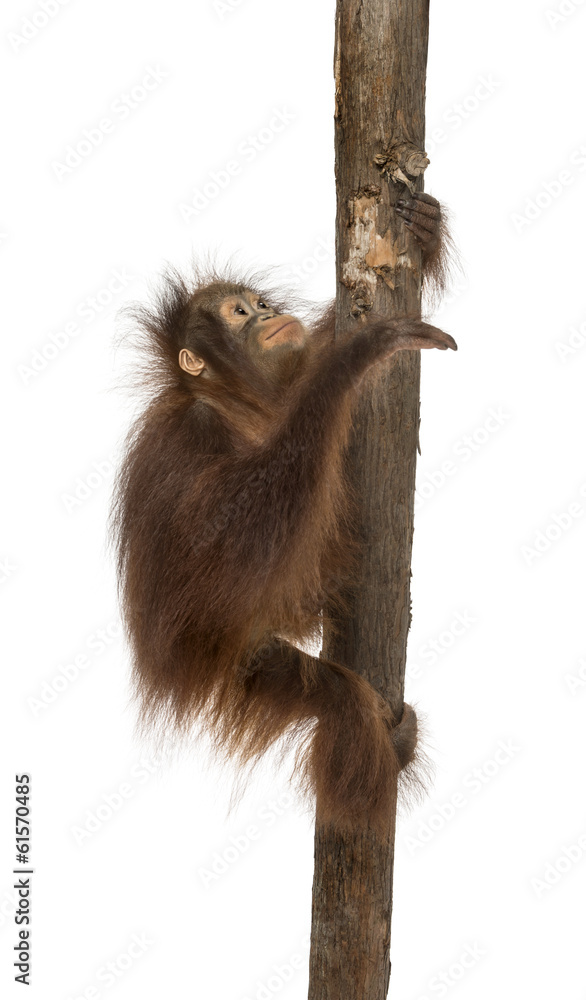 Naklejka premium Side view of a young Bornean orangutan climbing on a tree trunk