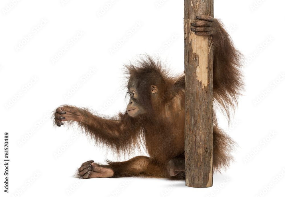 Naklejka premium Side view of young Bornean orangutan sitting, holding to a tree