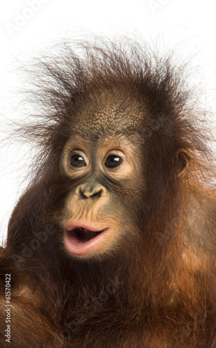 Close-up of a young Bornean orangutan looking amazed