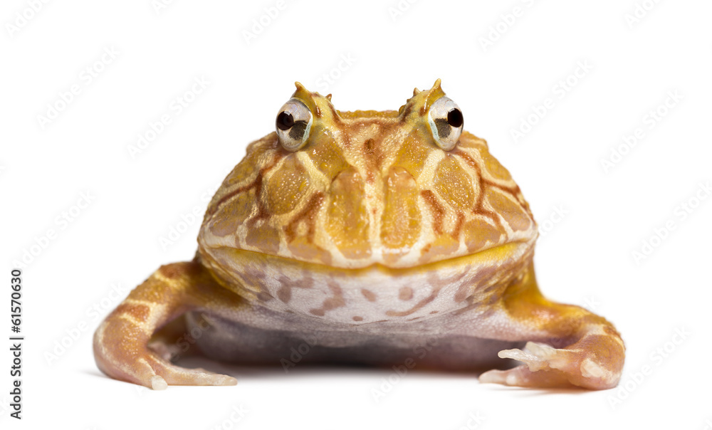 Obraz premium Front view of an Argentine Horned Frog looking at the camera