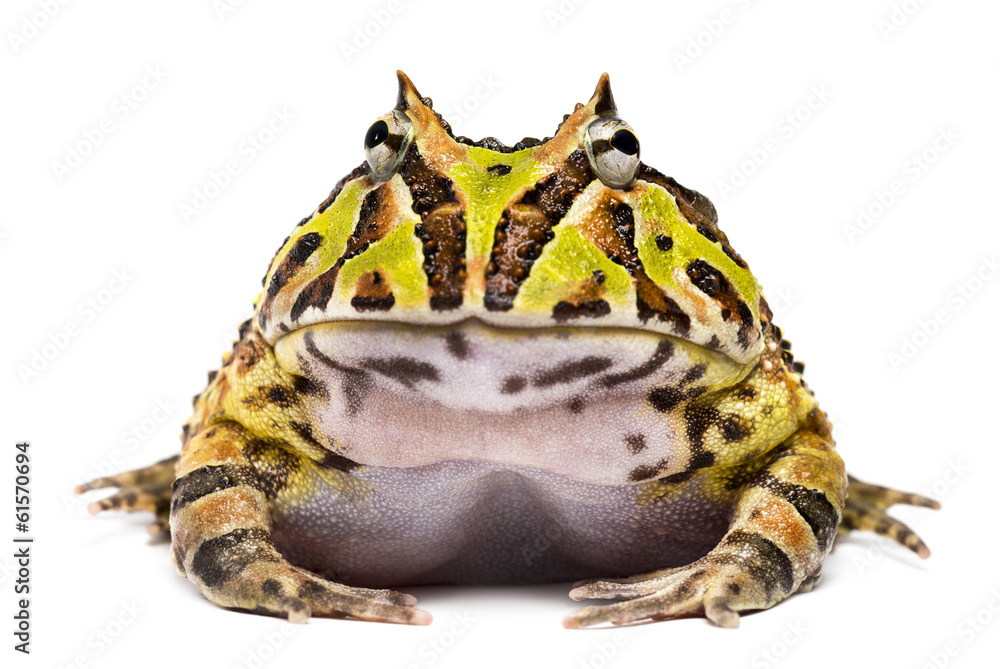 Naklejka premium Front view of an Argentine Horned Frog, Ceratophrys ornata