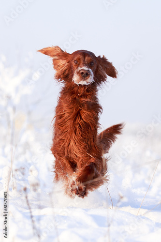 Red irish setter dog