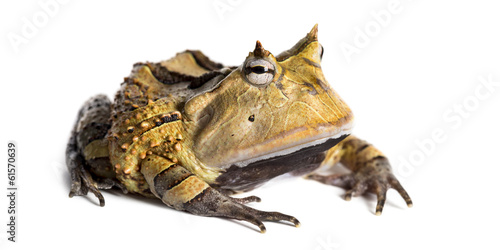 Fototapeta Naklejka Na Ścianę i Meble -  Argentine Horned Frog, Ceratophrys ornata, isolated on white