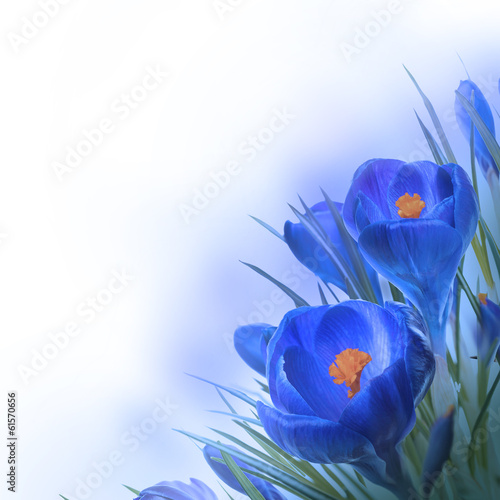 Spring crocus flower background