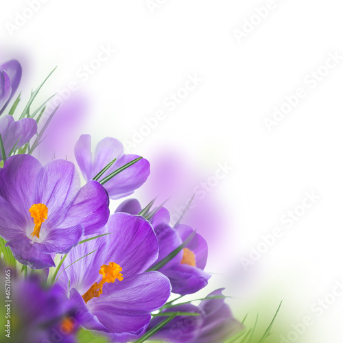 Spring crocus flower background