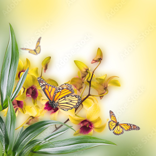 Fototapeta Naklejka Na Ścianę i Meble -  Floral background of tropical orchids and  butterfly