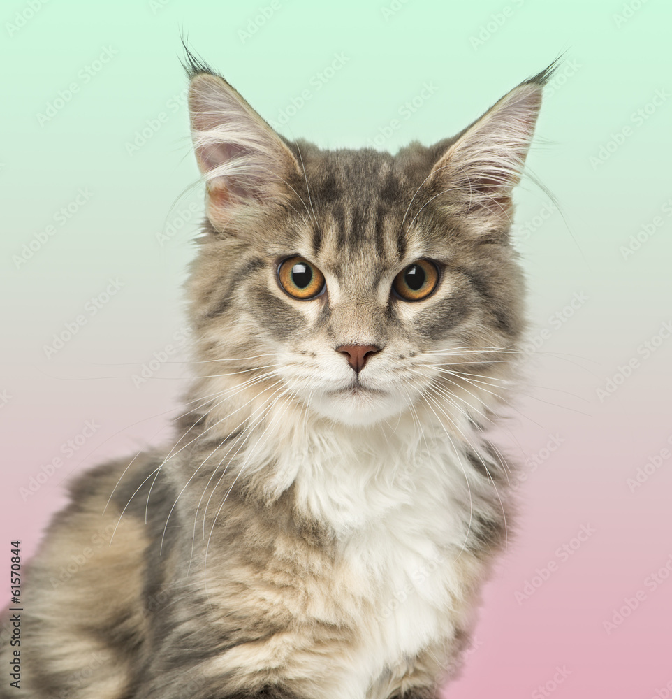 Close-up of a Maine Coon kitten looking at the camera Close-up of a Maine Coon kitten looking at the camera
