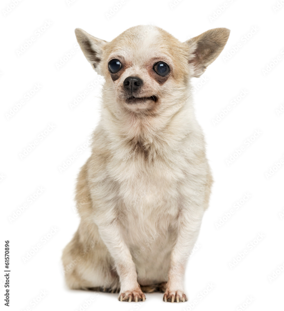 Old Chihuahua with periorbital dark circles, sitting, isolated Old Chihuahua with periorbital dark circles, sitting, isolated