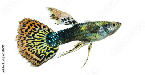 Side view of a Guppy swimming, Poecilia reticulata, isolated