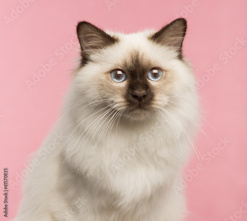 Fototapeta Naklejka Na Ścianę i Meble -  Close-up of a Birman cat on a pink background