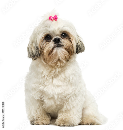 Front view of a Shih Tzu sitting, looking at the camera © Eric Isselée