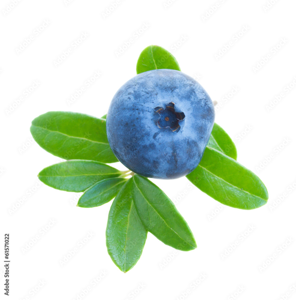 Obraz premium one blueberry