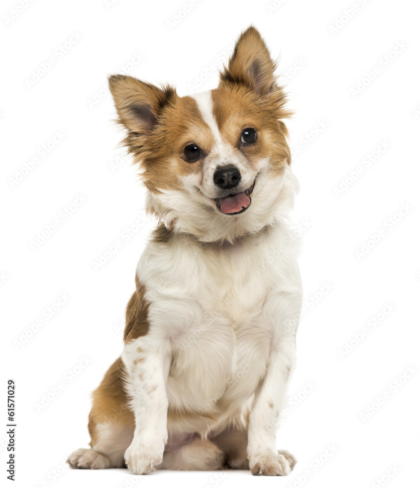 Obraz premium Front view of a Chihuahua sitting, panting with a cut tongue