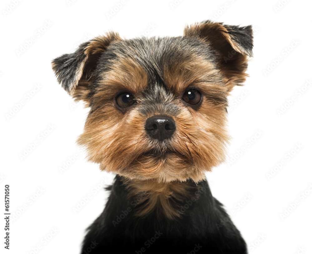 Close-up of a Yorkshire Terrier looking severly at the camera
