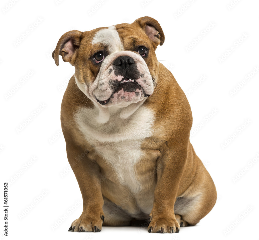 English Bulldog showing teeth, sitting, 1 year old, isolated